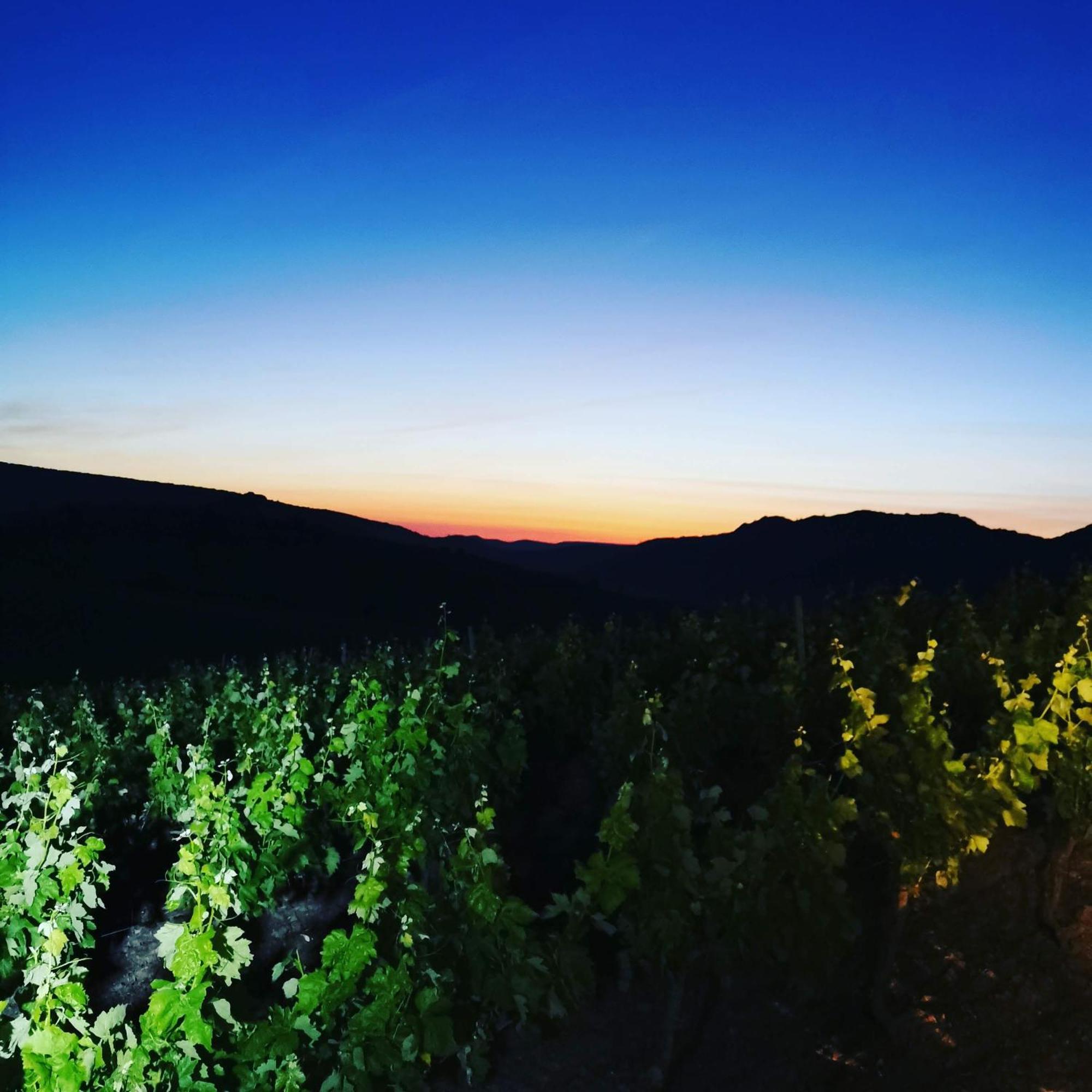Mas Montluzia Bed & Breakfast Cascastel-des-Corbières Dış mekan fotoğraf